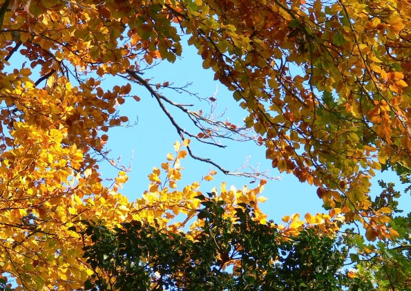 Chant d'automne 2012 (5)